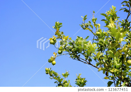 Good harvest lemon fruit Good harvest lemon fruit 123677451