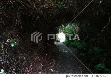 植物隧道 123677628