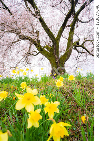 [Cherry blossom material] Wanizuka cherry blossoms and daffodils [Yamanashi Prefecture] 123677646