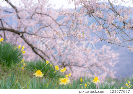 [Cherry blossom material] Wanizuka cherry blossoms and daffodils [Yamanashi Prefecture] 123677657