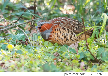 A common bush quail foraging 123677690