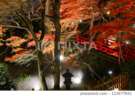 Night view of Chinzanso: Sea of clouds 123677691