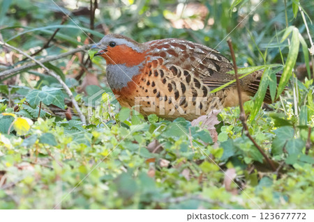 一隻正在覓食的普通叢林鵪鶉 123677772