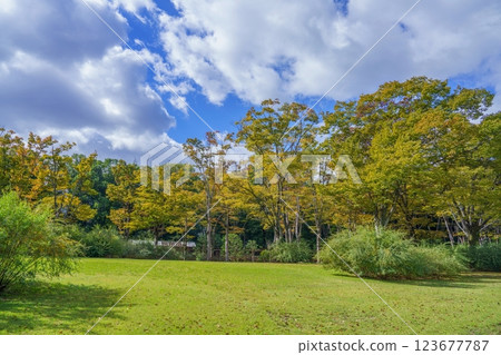 Scenery of a Japanese garden in autumn with a blue sky background Scenery of a Japanese garden in autumn with a blue sky background 123677787