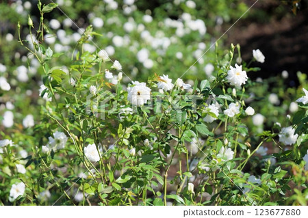 白玫瑰花Schnee Bitchen 白玫瑰花Schnee Bitchen 123677880