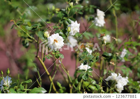 White rose flower Schnee Bitchen 123677881