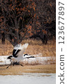 Red-crowned crane taking off 123677897