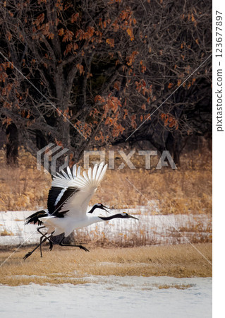 Red-crowned crane taking off 123677897