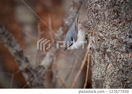 Birds in the woods 123677898
