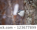 Winter forest birds 123677899