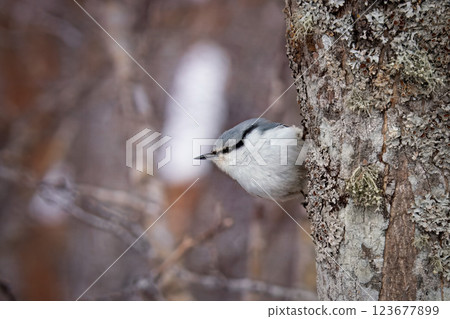 冬天林間鳥雀 冬天林間鳥雀 123677899