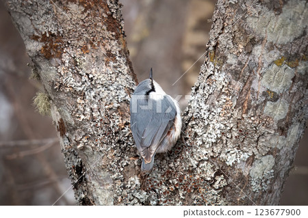 Birds in the winter forest Birds in the winter forest 123677900