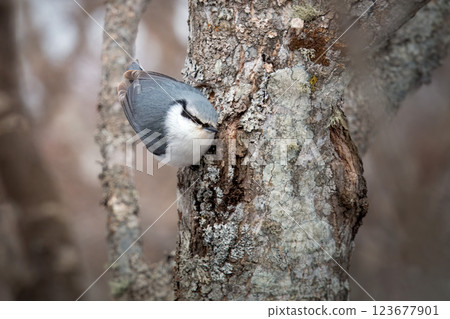 Birds in the woods Birds in the woods 123677901