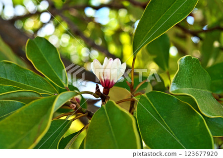 White Ogatamanoki flowers (spring, March) 123677920