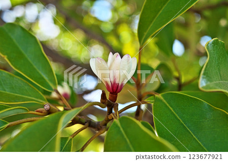White Ogatamanoki flowers (spring, March) 123677921