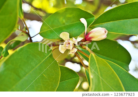 White Ogatamanoki flowers (spring, March) 123677923