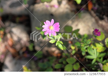 Cute anemone flowers 123677933