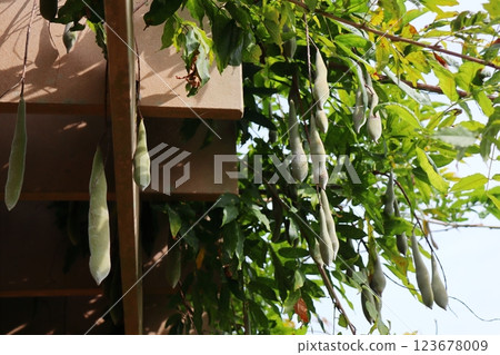 Large sword beans tangled on a shelf 123678009