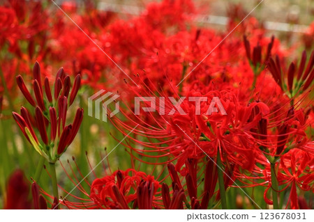 red spider lily flower field red spider lily flower field 123678031