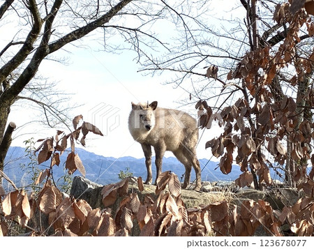Antelope Antelope 123678077
