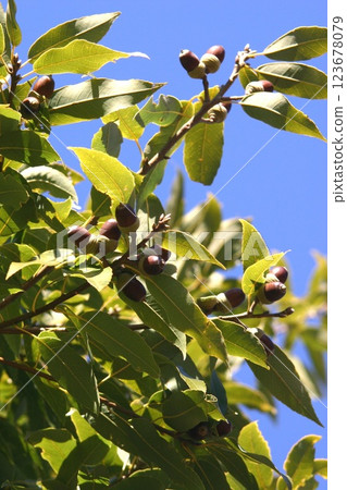 充滿樹木的橡子 123678079