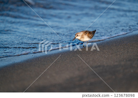 遠念在海邊尋找食物 遠念在海邊尋找食物 123678098