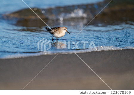 遠念在海邊尋找食物 遠念在海邊尋找食物 123678109