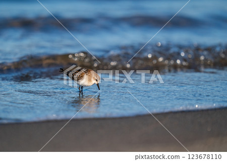 遠念在海邊尋找食物 遠念在海邊尋找食物 123678110