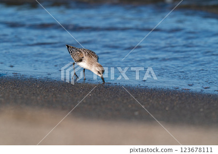遠念在海邊尋找食物 遠念在海邊尋找食物 123678111