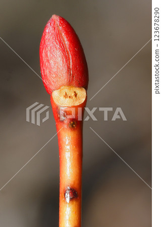 Leaf scars of Nejiki 123678290