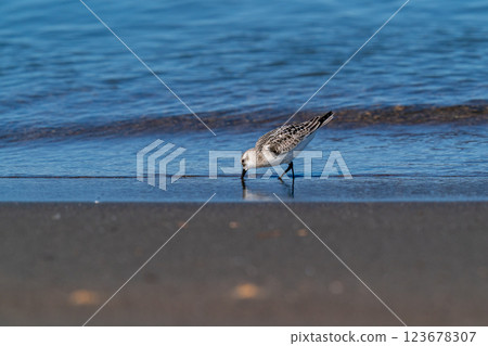 A sandpiper searching for food on the shoreline A sandpiper searching for food on the shoreline 123678307