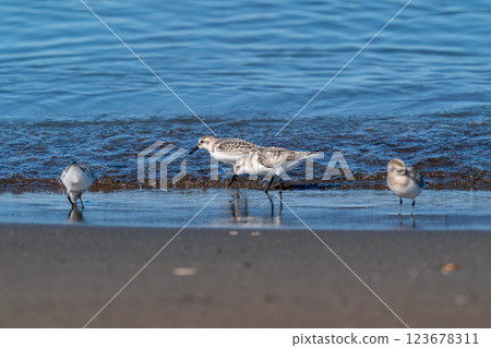 A sandpiper searching for food on the shoreline 123678311