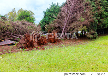 Dramatic aftermath storm shows uprooted trees lying on ground is disturbed, revealing roots soil, indicating force of hurricane weather event. Dramatic aftermath storm shows uprooted trees lying on ground is disturbed, revealing roots soil, indicating force of hurricane weather event. 123678354