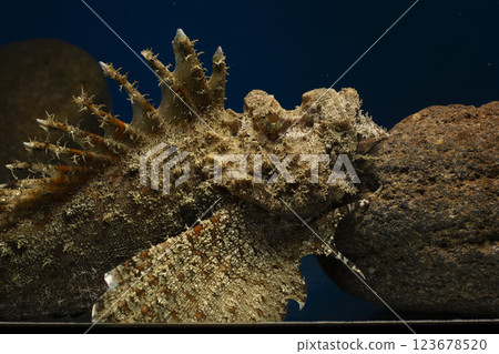 Devil stinger, stinger, fish, saltwater fish, poisonous fish, tiger fish, devil stinger fish, free soft rays Devil stinger, stinger, fish, saltwater fish, poisonous fish, tiger fish, devil stinger fish, free soft rays 123678520