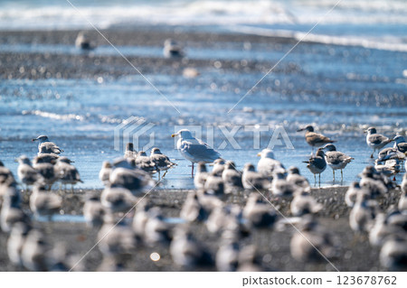 A Glaucous Gull resting among a flock of seagulls on the shoreline A Glaucous Gull resting among a flock of seagulls on the shoreline 123678762