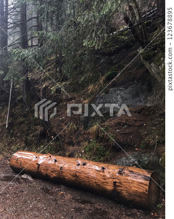 big log in foggy forest in Zakopane in rainy weather big log in foggy forest in Zakopane in rainy weather 123678895