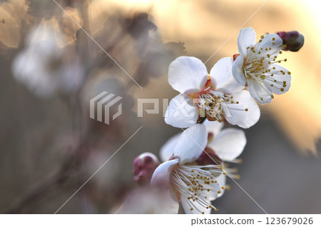 White plum blossoms herald the arrival of spring - macro photography White plum blossoms herald the arrival of spring - macro photography 123679026