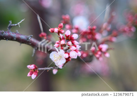 Pink plum blossoms taken at a park in Higashinada Ward, Kobe City 123679071
