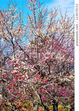The arrival of early spring: Red and white plum blossoms in full bloom, Fukaya City The arrival of early spring: Red and white plum blossoms in full bloom, Fukaya City 123679152