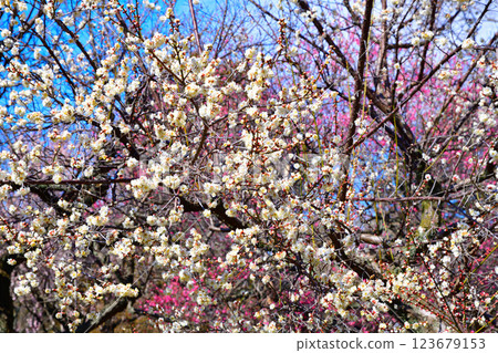 The arrival of early spring: Red and white plum blossoms in full bloom, Fukaya City 123679153
