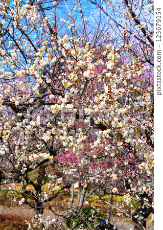 The arrival of early spring: Red and white plum blossoms in full bloom, Fukaya City The arrival of early spring: Red and white plum blossoms in full bloom, Fukaya City 123679154