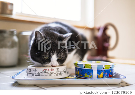 Cat eating food Cat eating food 123679169