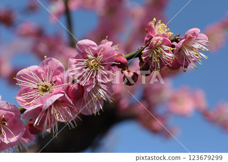 Red plum blossoms March 123679299