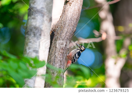 A great spotted woodpecker perched on a tree trunk searching for food A great spotted woodpecker perched on a tree trunk searching for food 123679325