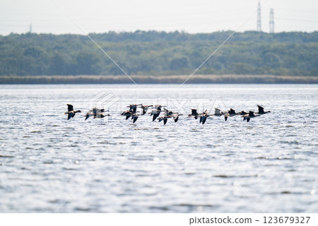 A flock of wild geese flying just above the water's surface A flock of wild geese flying just above the water's surface 123679327