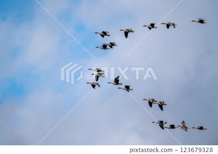 A flock of bean geese flying against the sky A flock of bean geese flying against the sky 123679328