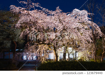 Spring, Kawagoe, Cherry Blossoms Spring, Kawagoe, Cherry Blossoms 123679440