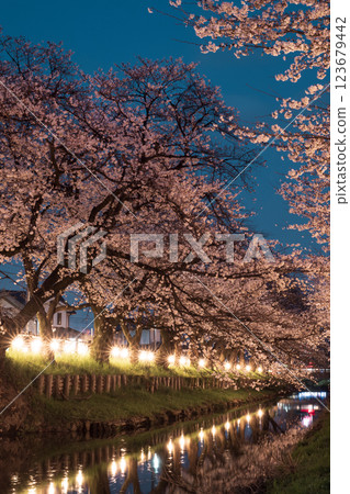 春天, 川越, 櫻花 春天, 川越, 櫻花 123679442