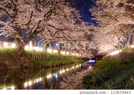 春天, 川越, 櫻花 123679443