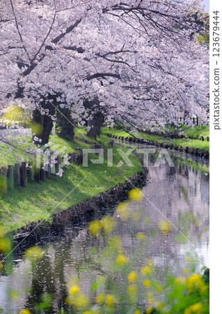 春天, 川越, 櫻花 123679444